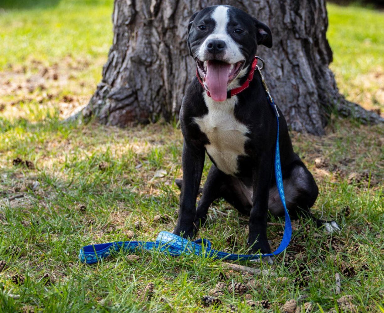 Herman, a Adoptable Boxer in Brooklyn Center, MN image 3/3