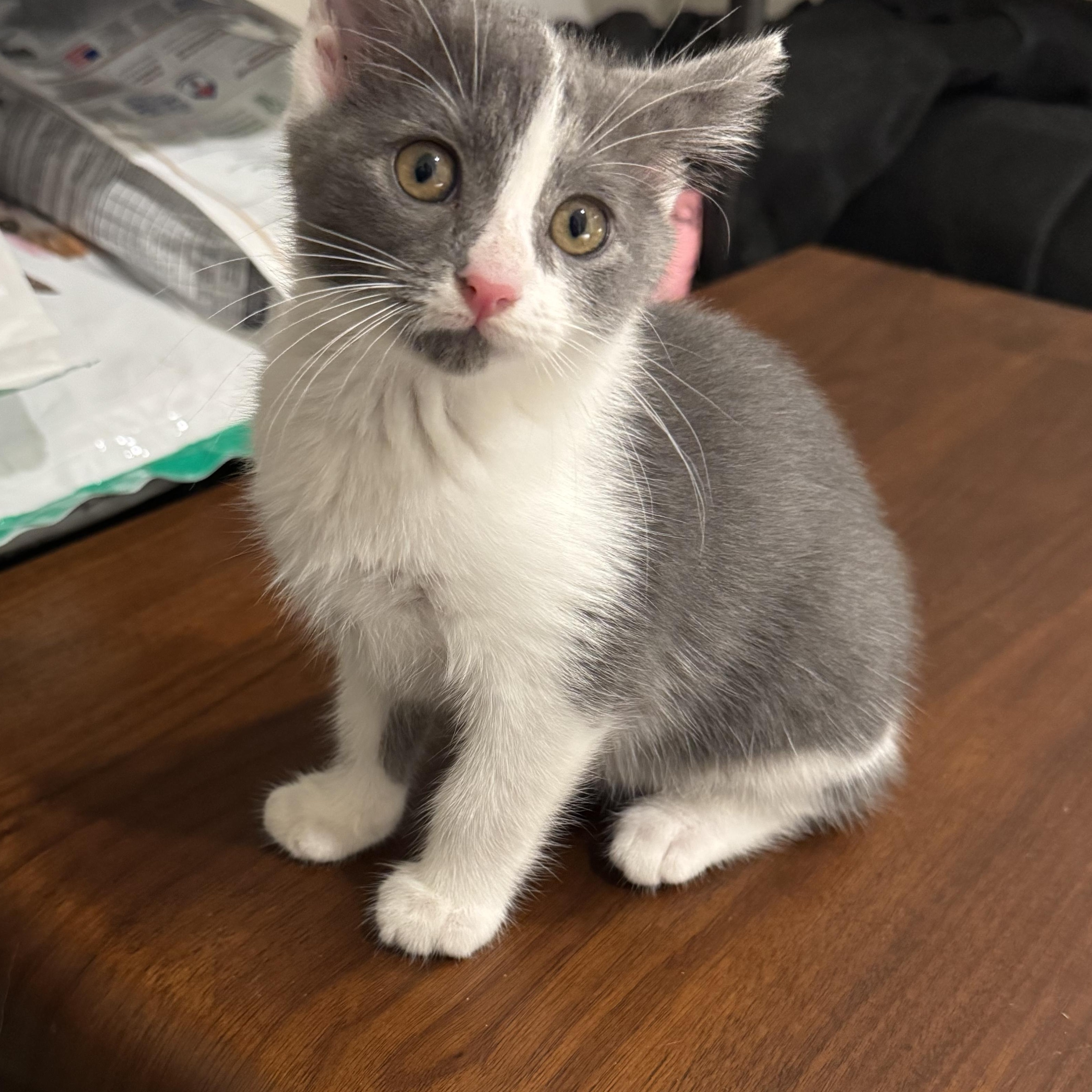 Mist, ADOPTABLE, Kitten Female American Shorthair.
