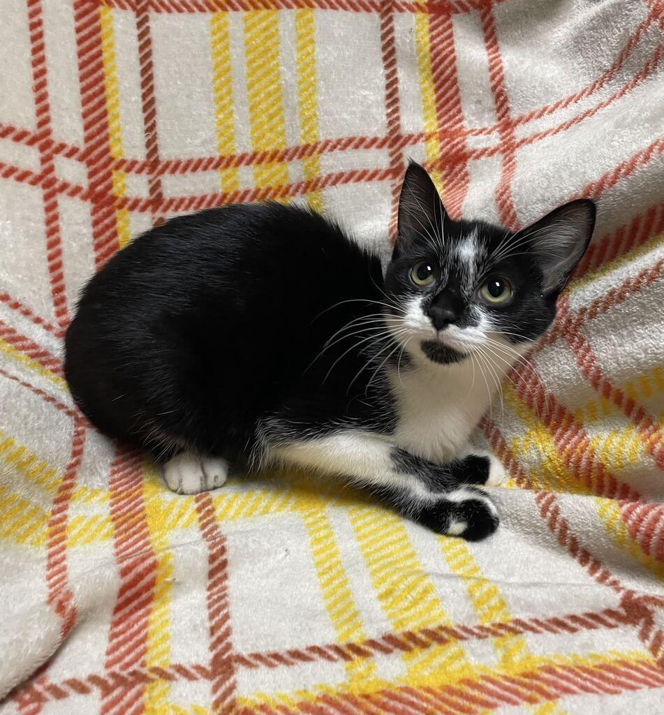 Enlarge Sash, a Adoptable Domestic Short Hair in Jackson, MI image 2/4