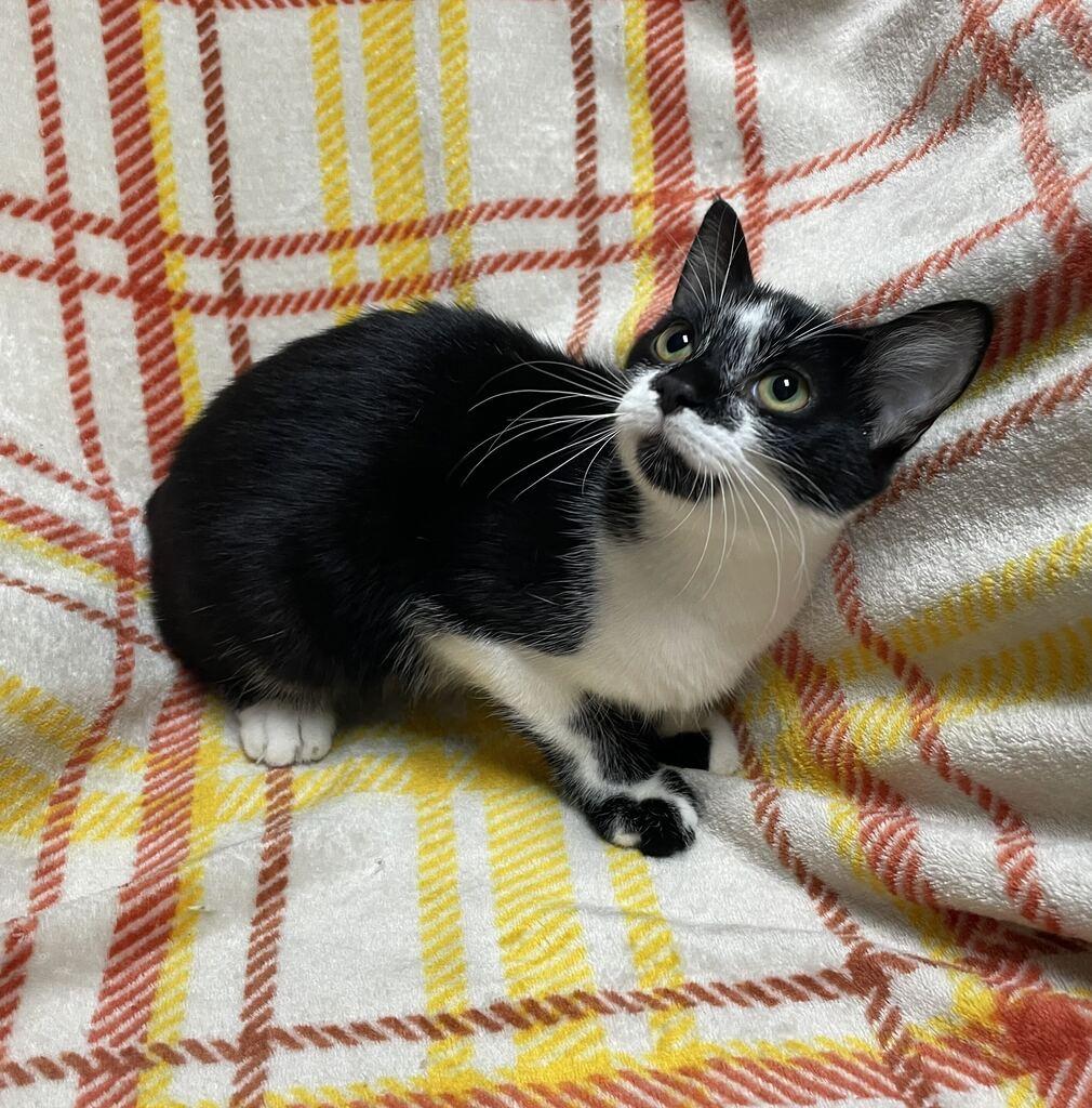Enlarge Sash, a Adoptable Domestic Short Hair in Jackson, MI image 4/4