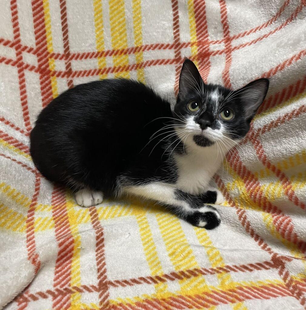 Sash, Adoptable, Kitten Female Domestic Short Hair.