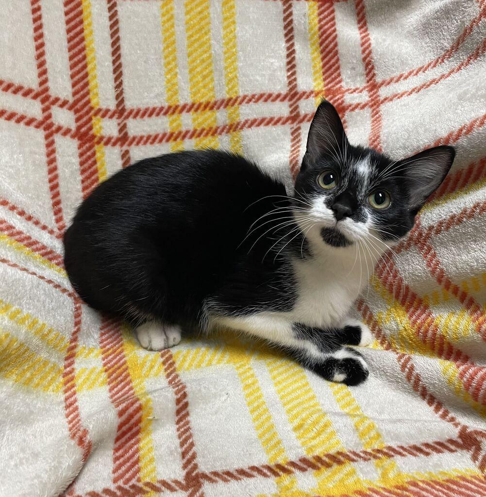 Enlarge Sash, a Adoptable Domestic Short Hair in Jackson, MI image 3/4