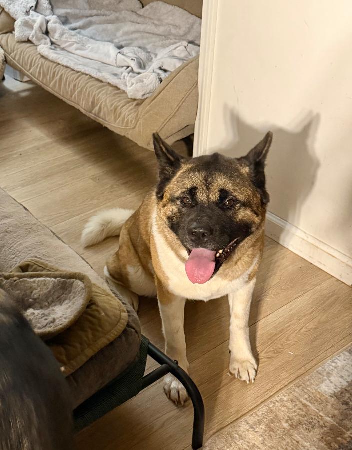 Enlarge Sitka, a Adoptable Akita in Wells, VT image 1/6