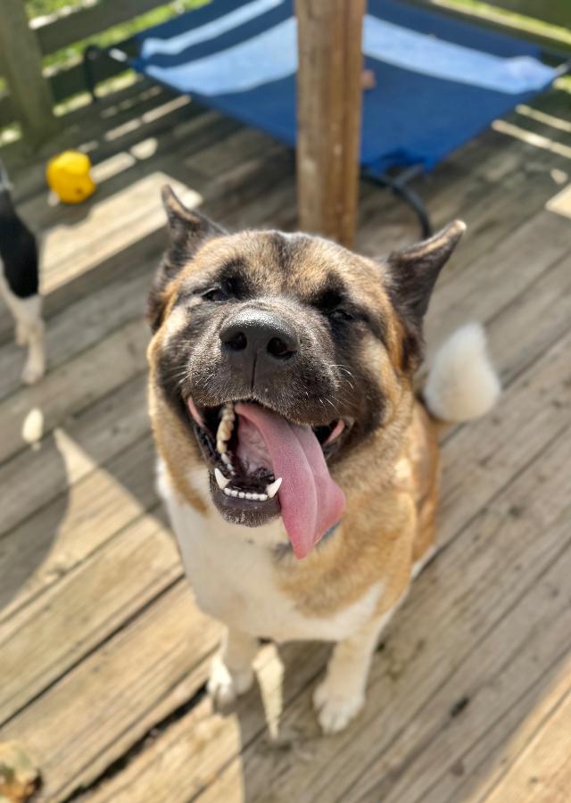 Enlarge Sitka, a Adoptable Akita in Wells, VT image 2/6