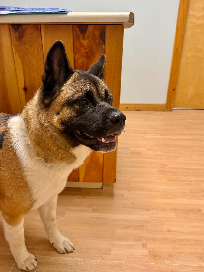 Enlarge Sitka, a Adoptable Akita in Wells, VT image 3/6