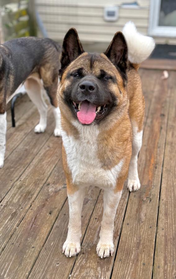 Enlarge Sitka, a Adoptable Akita in Wells, VT image 4/6