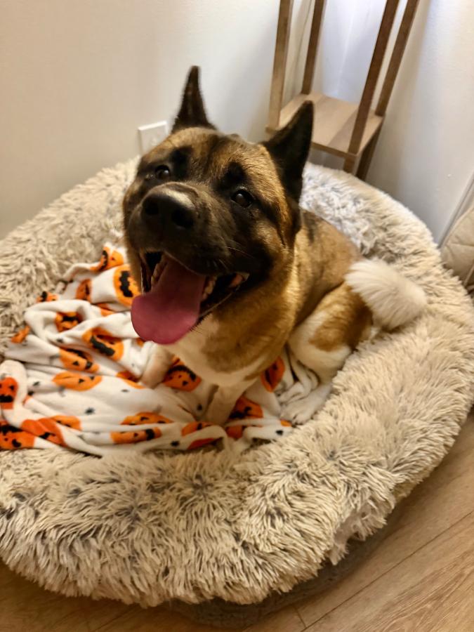 Enlarge Sitka, a Adoptable Akita in Wells, VT image 6/6