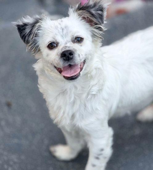 Foley, Adoptable, Puppy Male Pomeranian & Chihuahua.