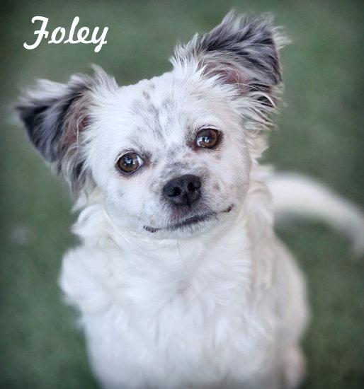 Enlarge Foley, a Adoptable mixed breed in Anaheim Hills, CA image 2/3