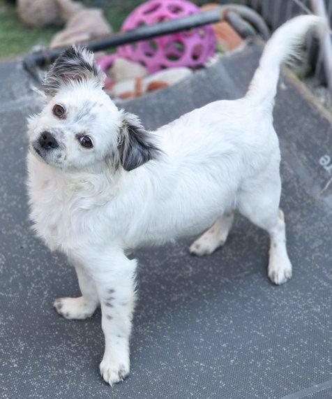 Enlarge Foley, a Adoptable mixed breed in Anaheim Hills, CA image 3/3