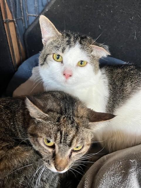 Cotton and Tora (Bonded Pair), Adoptable, Adult Female Domestic Short Hair.