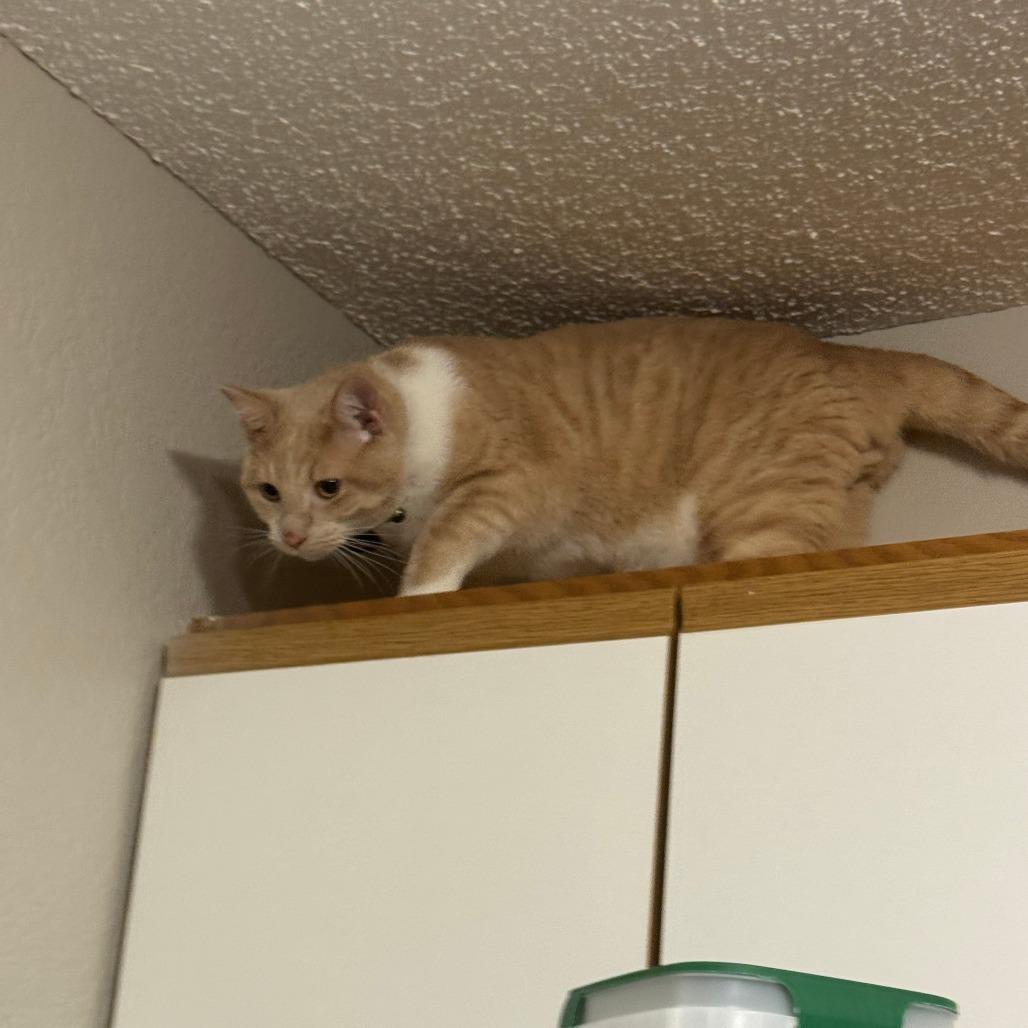 Sushi, Adoptable, Adult Male Domestic Short Hair.