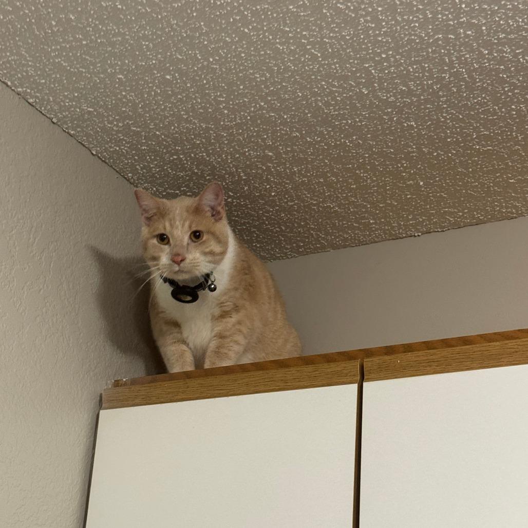 Sushi, a Adoptable Domestic Short Hair in St. Paul, MN image 2/6