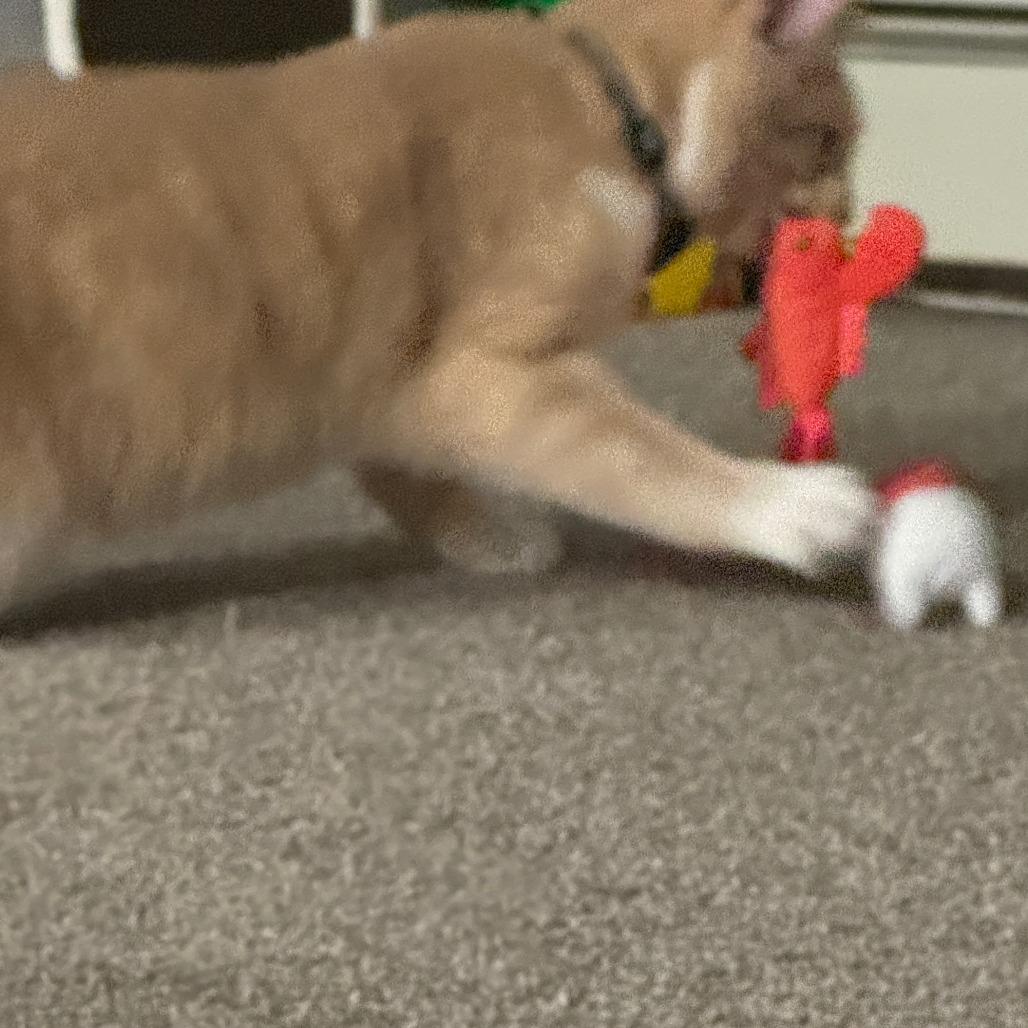 Sushi, a Adoptable Domestic Short Hair in St. Paul, MN image 3/6