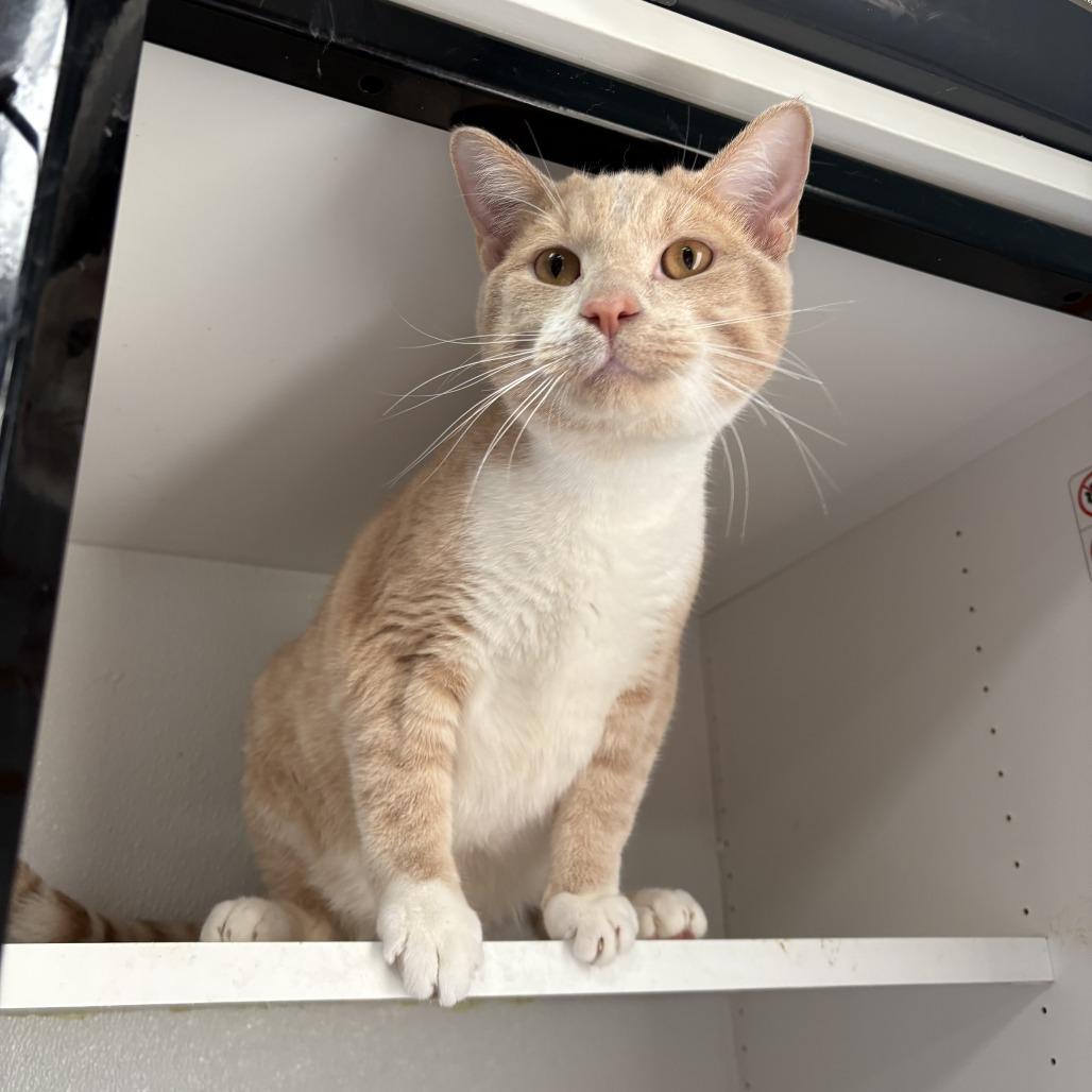 Sushi, a Adoptable Domestic Short Hair in St. Paul, MN image 4/6