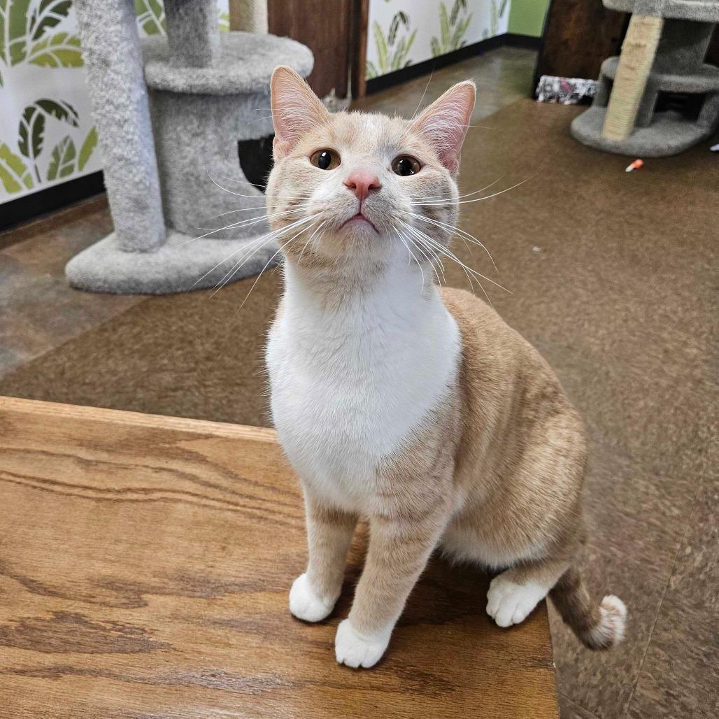 Sushi, a Adoptable Domestic Short Hair in St. Paul, MN image 5/6