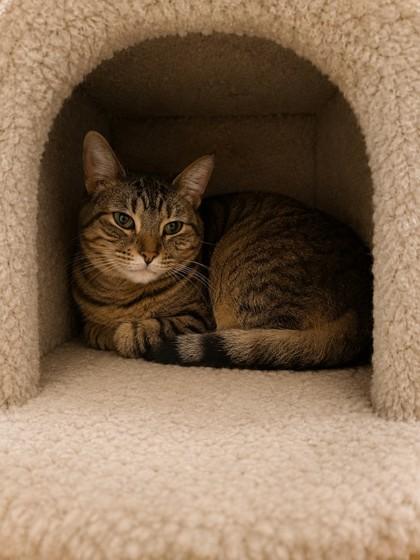 Frisky, Adoptable, Adult Male Domestic Long Hair & Domestic Short Hair.