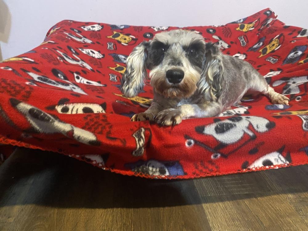 Enlarge Buffy, a Adoptable Schnauzer in Elkhart , IN image 1/4