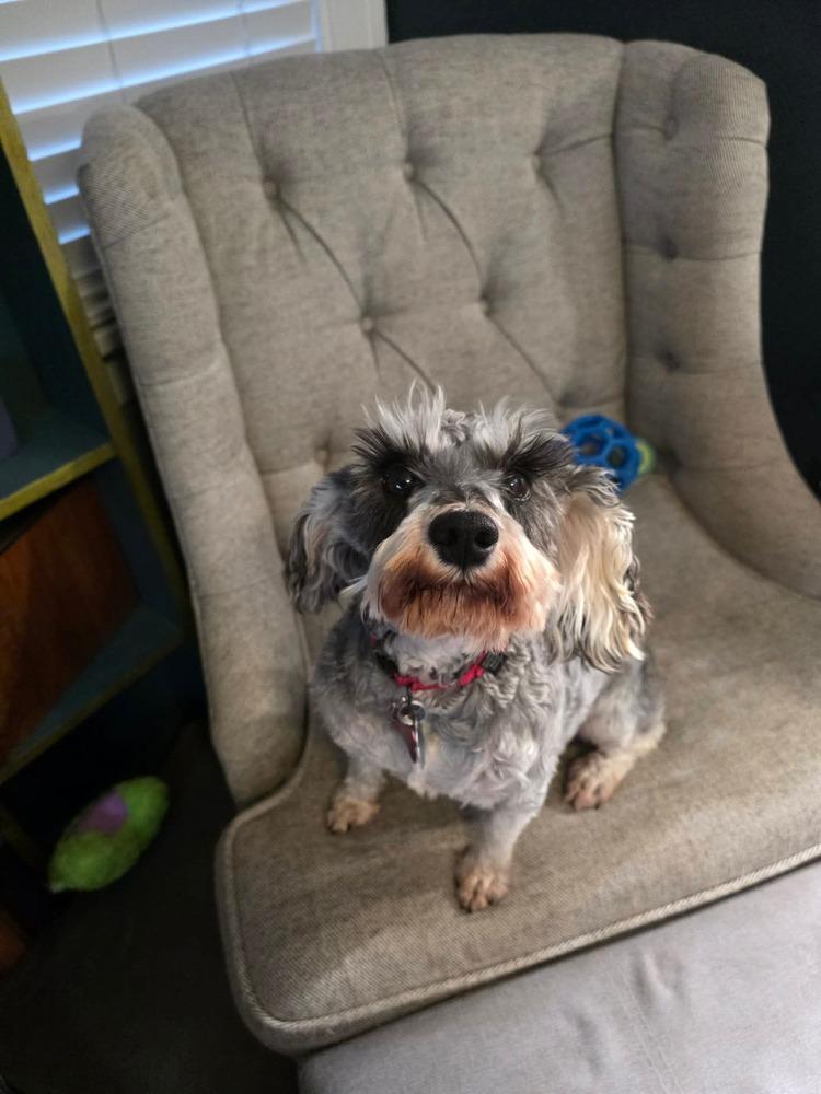 Enlarge Buffy, a Adoptable Schnauzer in Elkhart , IN image 2/4