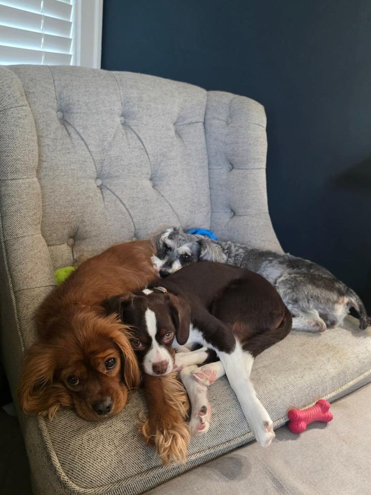 Enlarge Buffy, a Adoptable Schnauzer in Elkhart , IN image 1/1