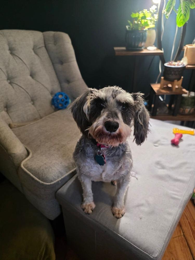 Enlarge Buffy, a Adoptable Schnauzer in Elkhart , IN image 4/4