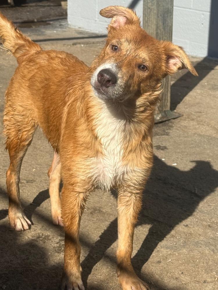 Enlarge Wiggly, a Adoptable mixed breed in Anderson, CA image 1/6