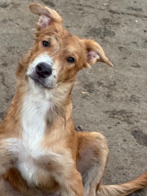 Enlarge Wiggly, a Adoptable mixed breed in Anderson, CA image 2/6