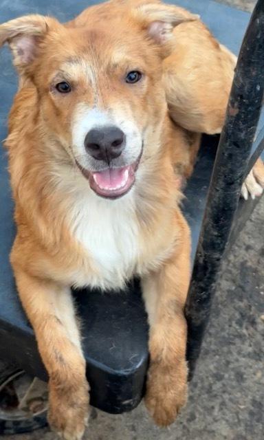 Enlarge Wiggly, a Adoptable mixed breed in Anderson, CA image 3/6