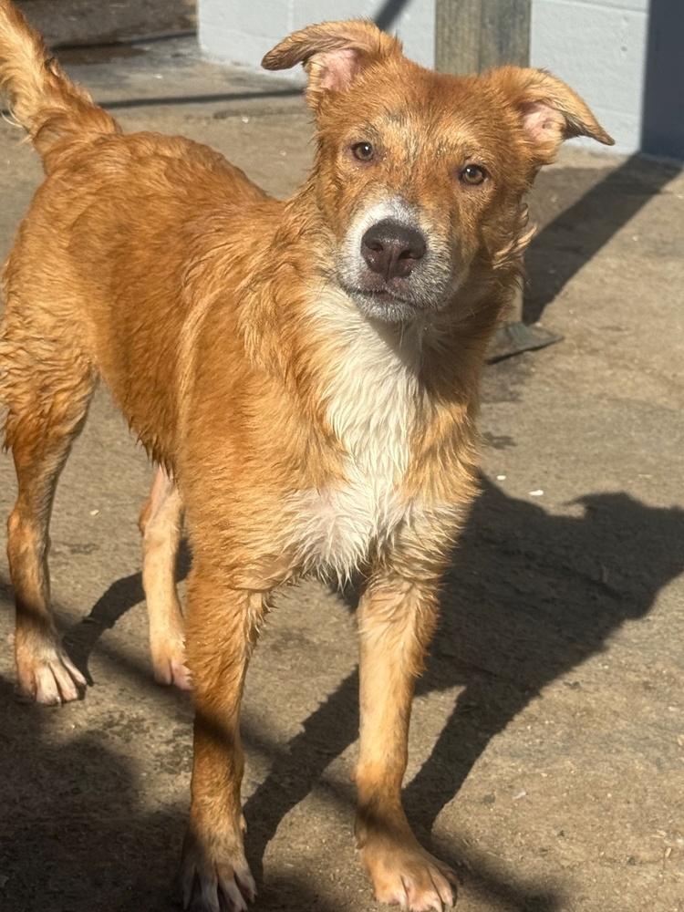 Enlarge Wiggly, a Adoptable mixed breed in Anderson, CA image 4/6