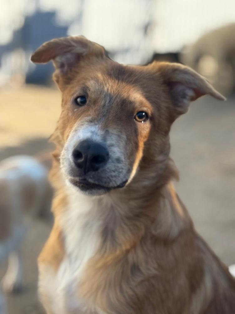 Enlarge Wiggly, a Adoptable mixed breed in Anderson, CA image 5/6