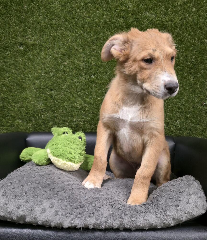 Enlarge Wiggly, a Adoptable mixed breed in Anderson, CA image 6/6