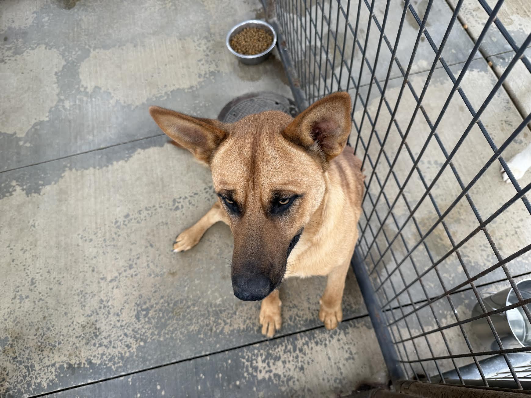 Enlarge Scooby, a ADOPTABLE mixed breed in Oakdale, CA image 1/2