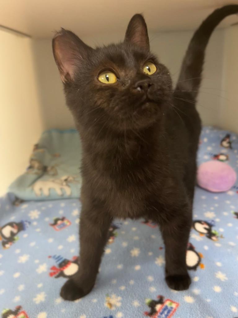 Big Chief, Adoptable, Kitten Male Domestic Short Hair.