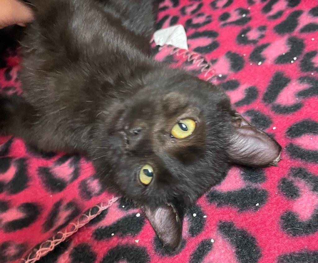 Big Chief, Adoptable, Young Male Domestic Short Hair.