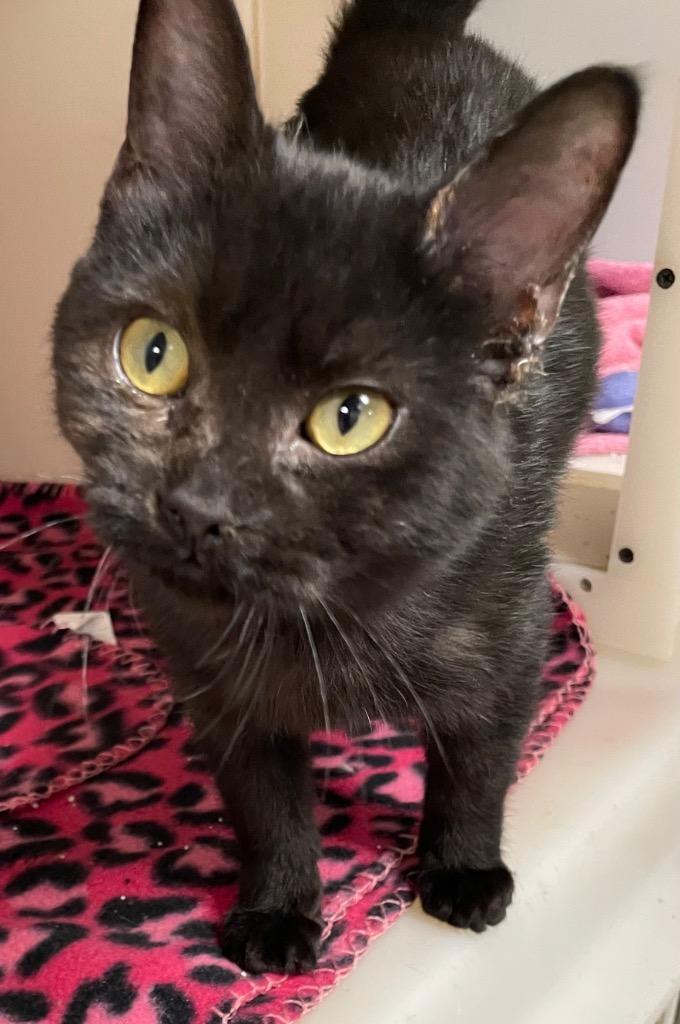 Big Chief, Adoptable, Kitten Male Domestic Short Hair.