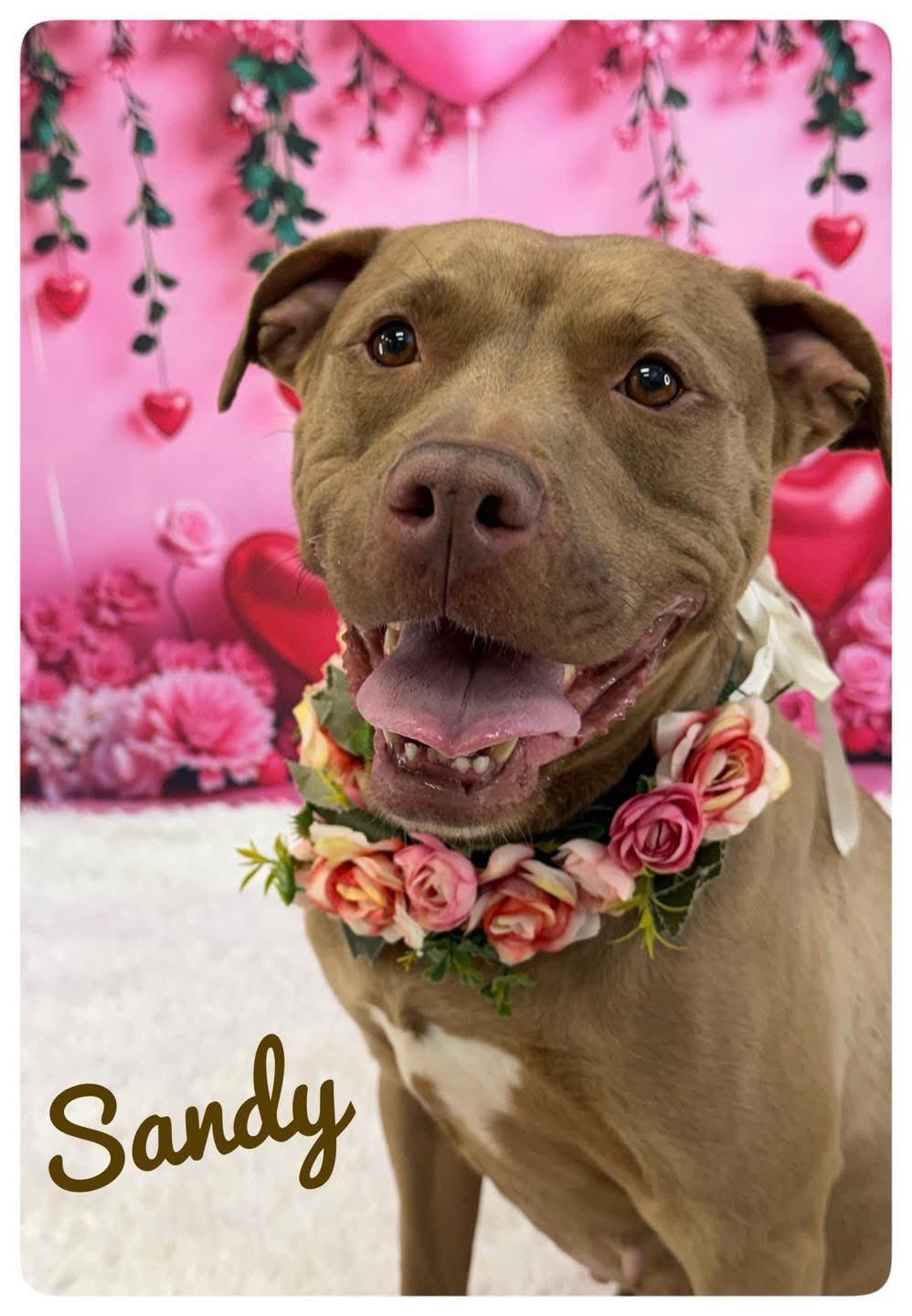 Sandy, adoptable, Adult Female Mixed Breed.