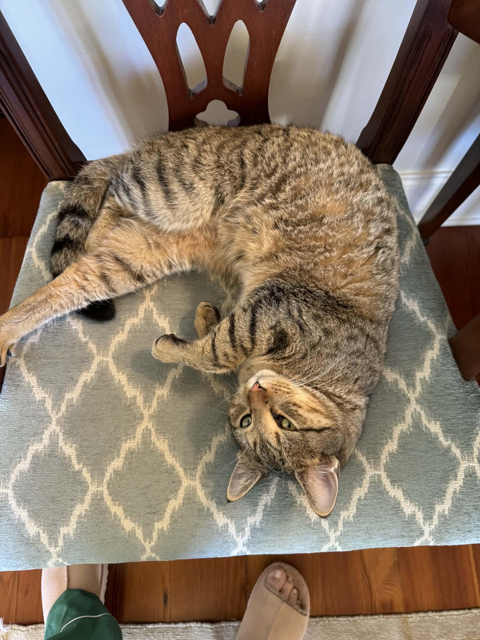 Scooter, a ADOPTABLE Domestic Short Hair in Granby, CT image 2/4