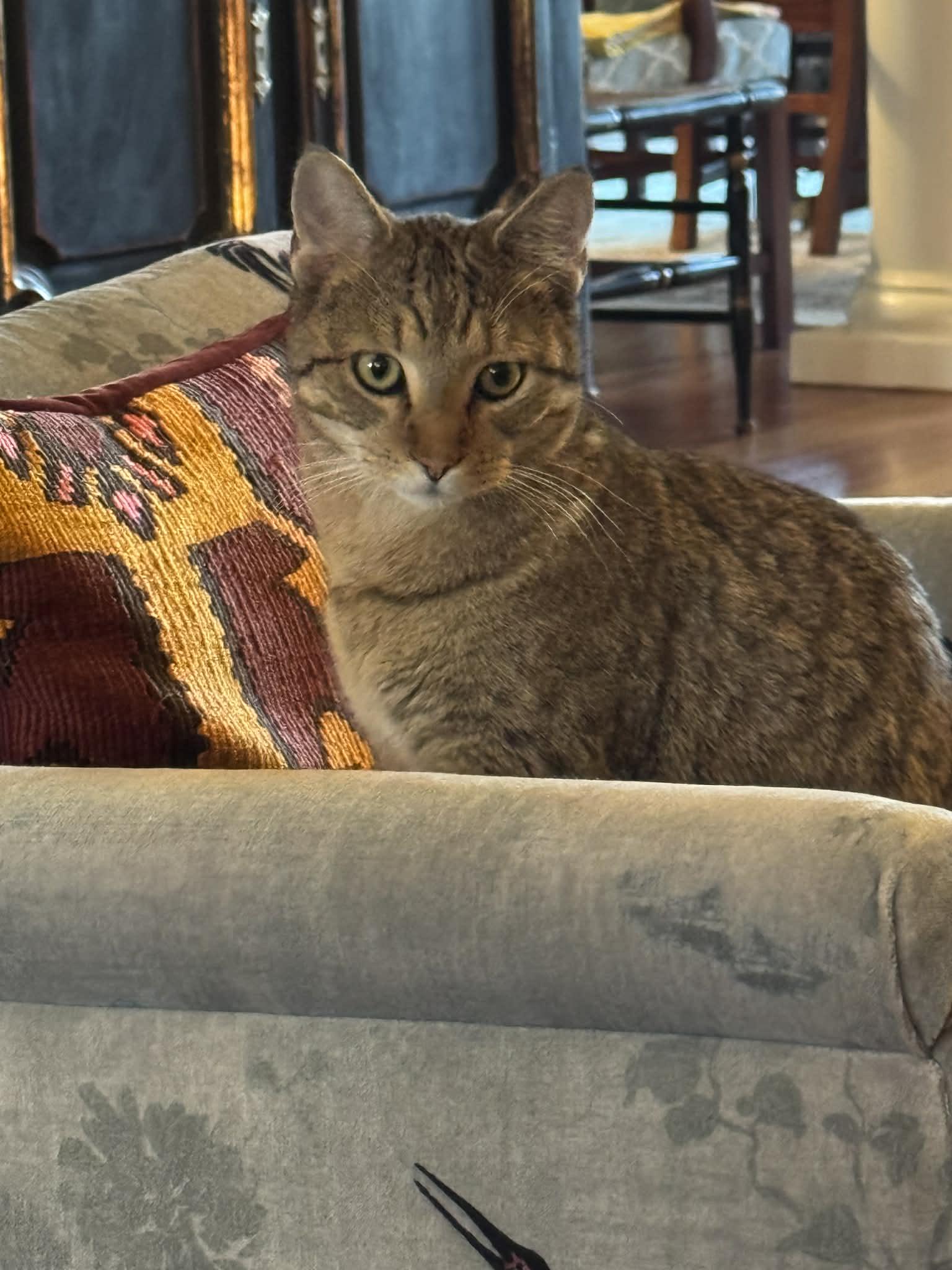 Scooter, a ADOPTABLE Domestic Short Hair in Granby, CT image 3/4