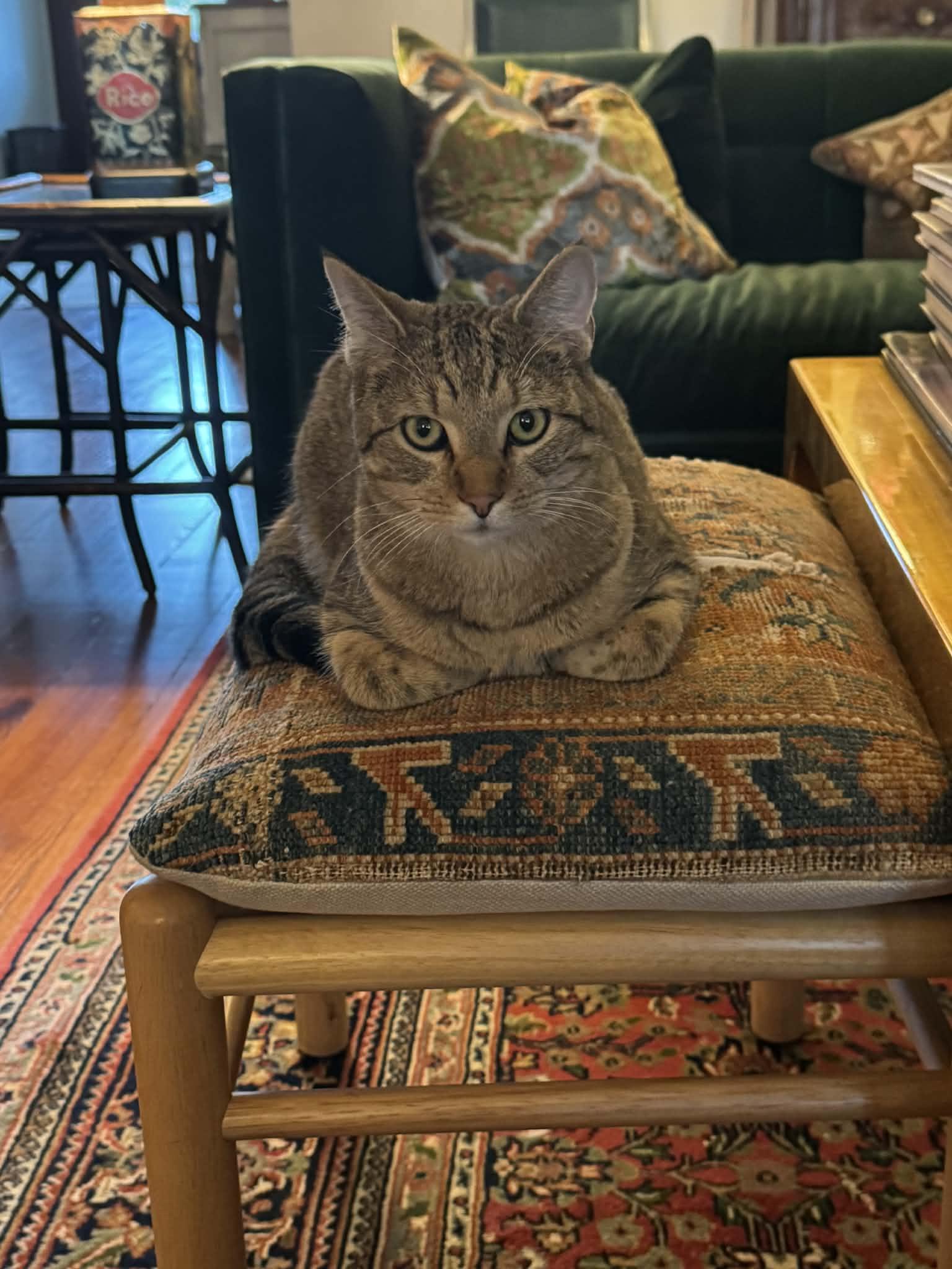 Scooter, ADOPTABLE, Young Male Domestic Short Hair.