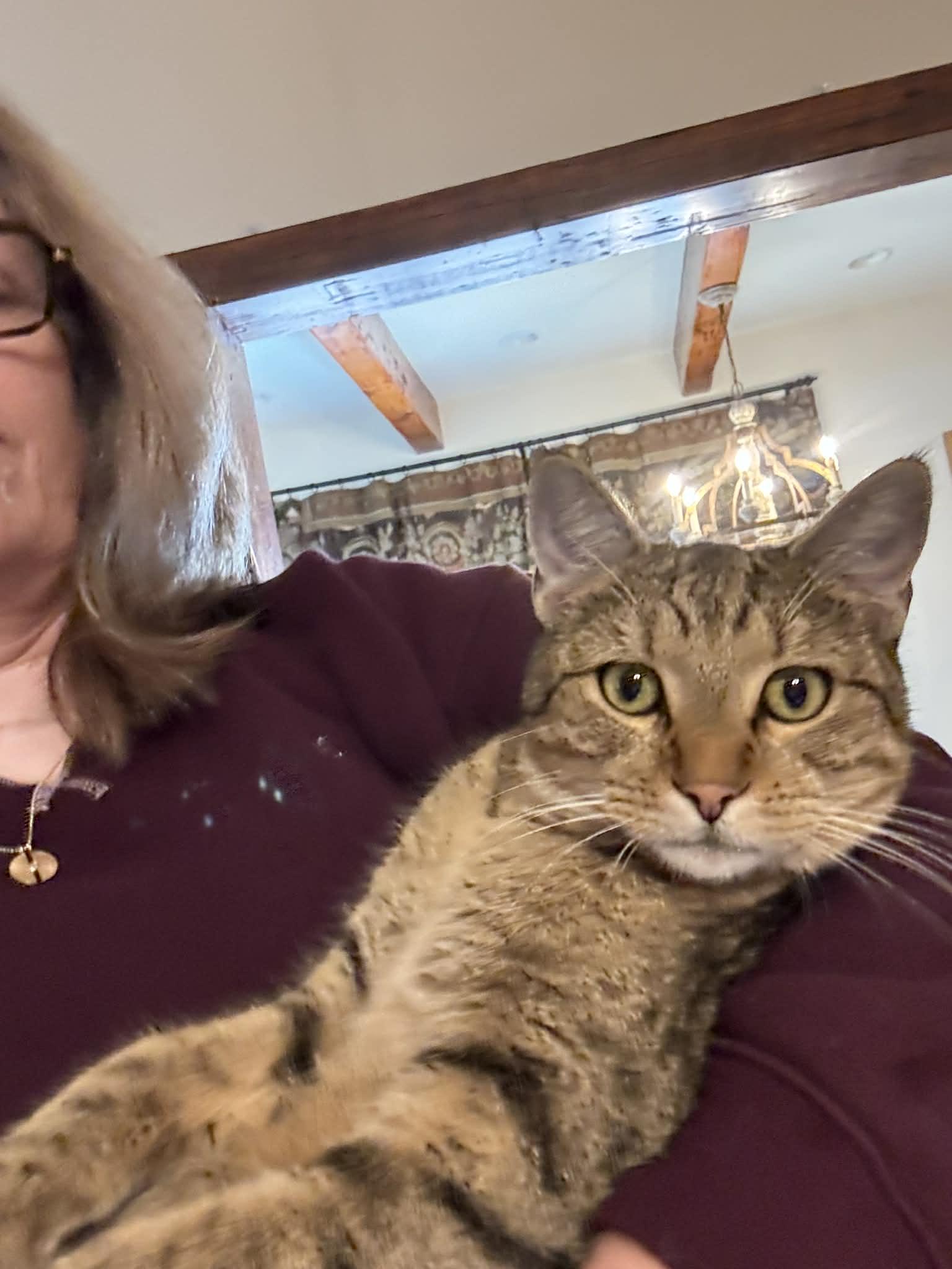 Scooter, a ADOPTABLE Domestic Short Hair in Granby, CT image 4/4