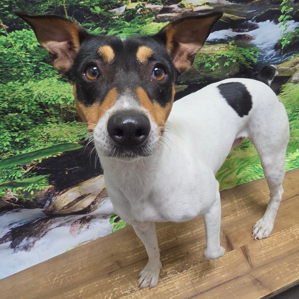 Charlie, Adoptable, Adult Male Jack Russell Terrier.