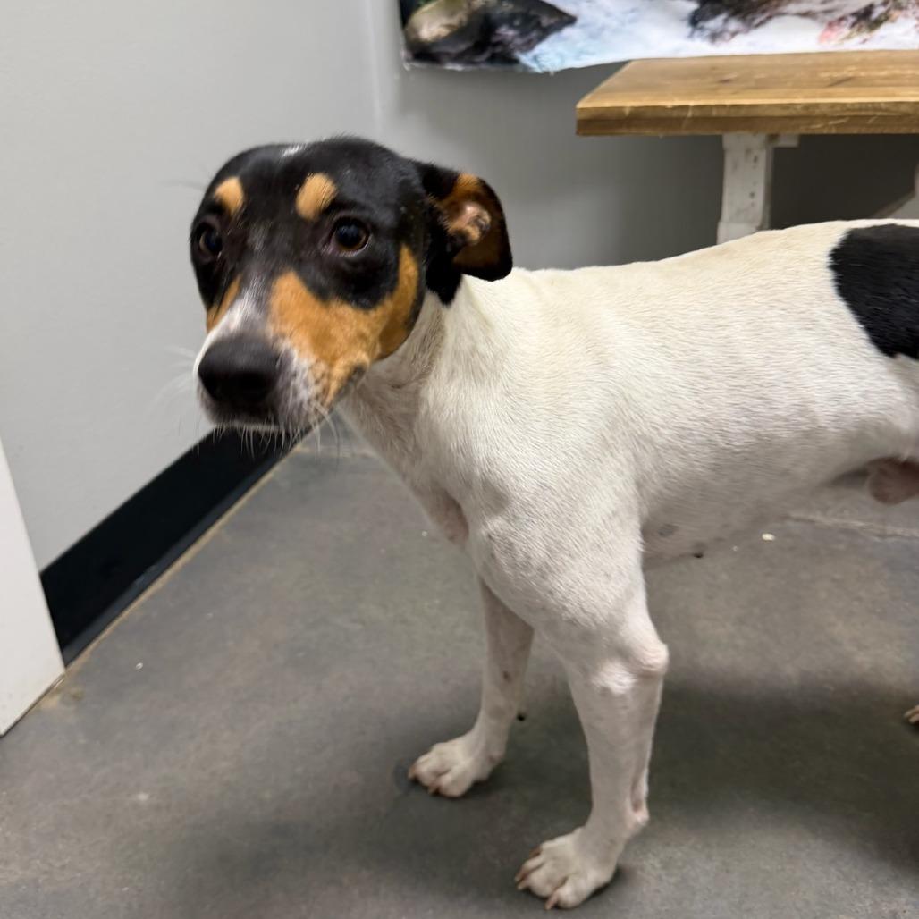 Enlarge Charlie, a Adoptable Jack Russell Terrier in Normal, IL image 2/6