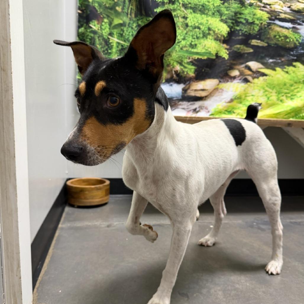 Enlarge Charlie, a Adoptable Jack Russell Terrier in Normal, IL image 3/6