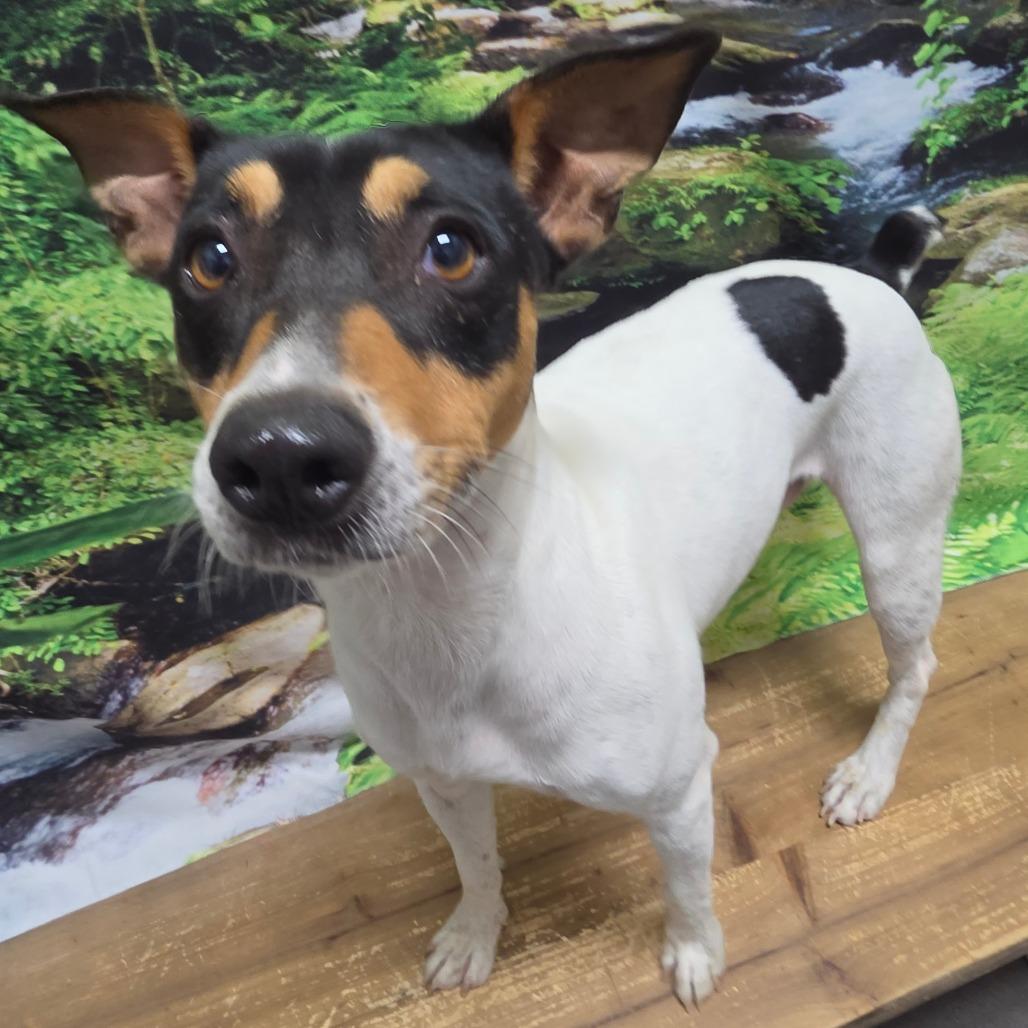 Enlarge Charlie, a Adoptable Jack Russell Terrier in Normal, IL image 4/6