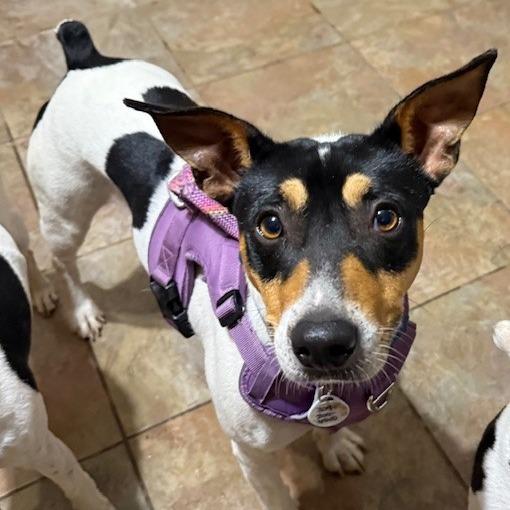 Enlarge Charlie, a Adoptable Jack Russell Terrier in Normal, IL image 5/6