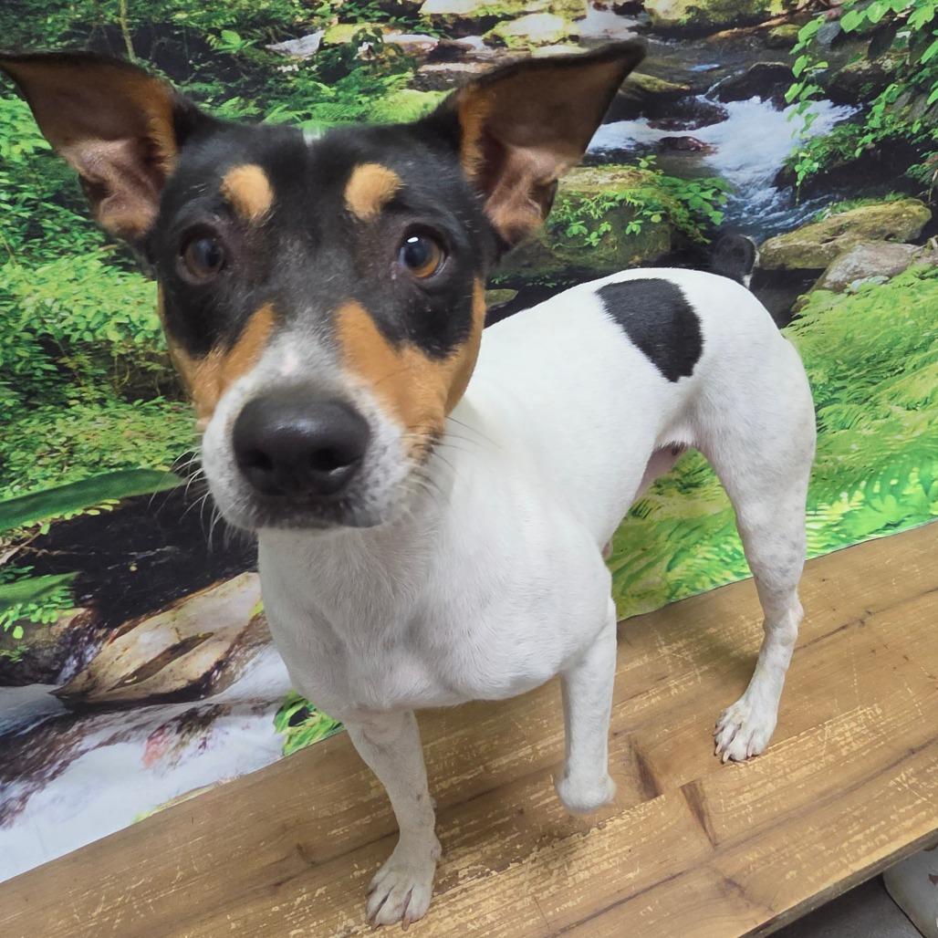 Enlarge Charlie, a Adoptable Jack Russell Terrier in Normal, IL image 6/6