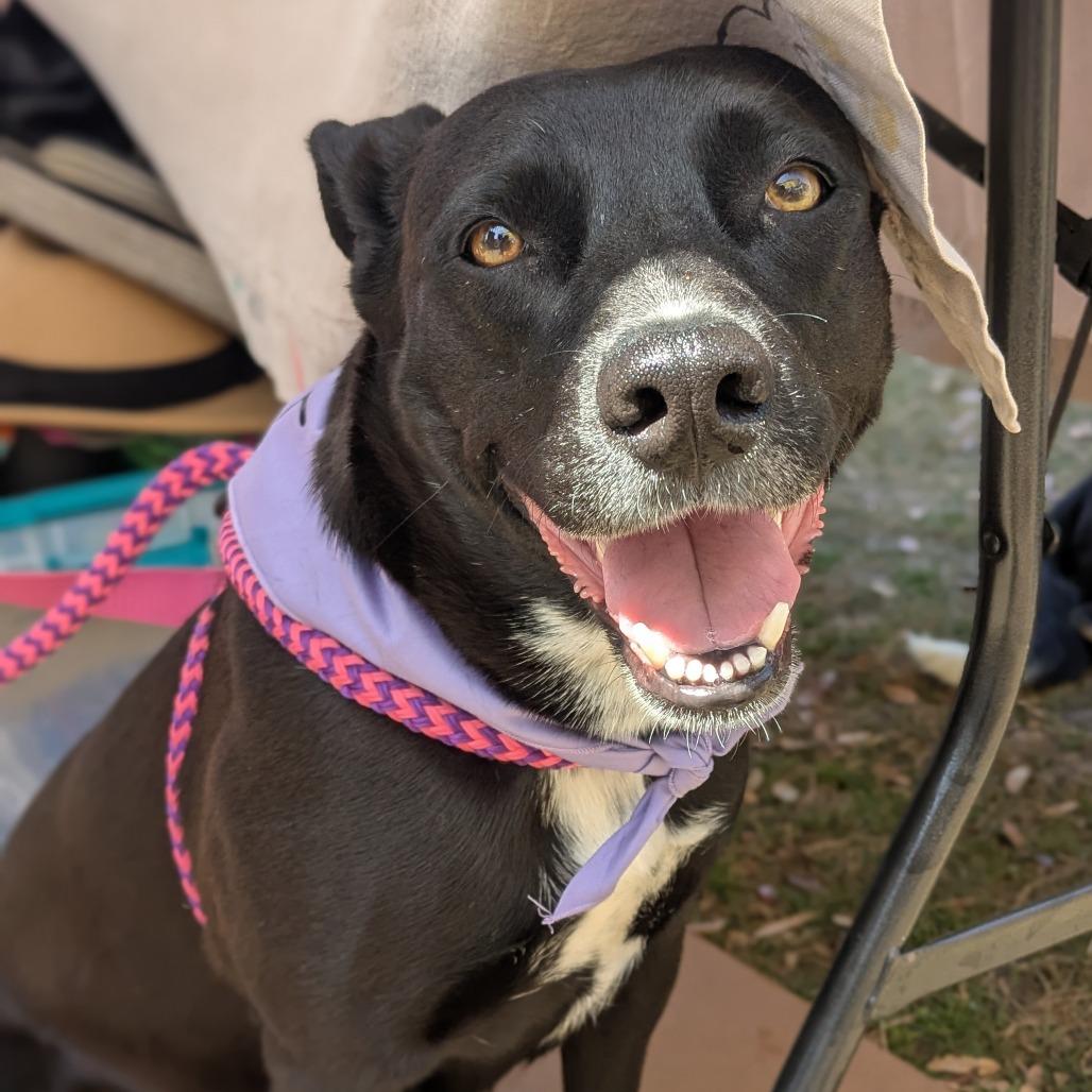 Midnight, a Adoptable mixed breed in Dallas, TX image 1/6