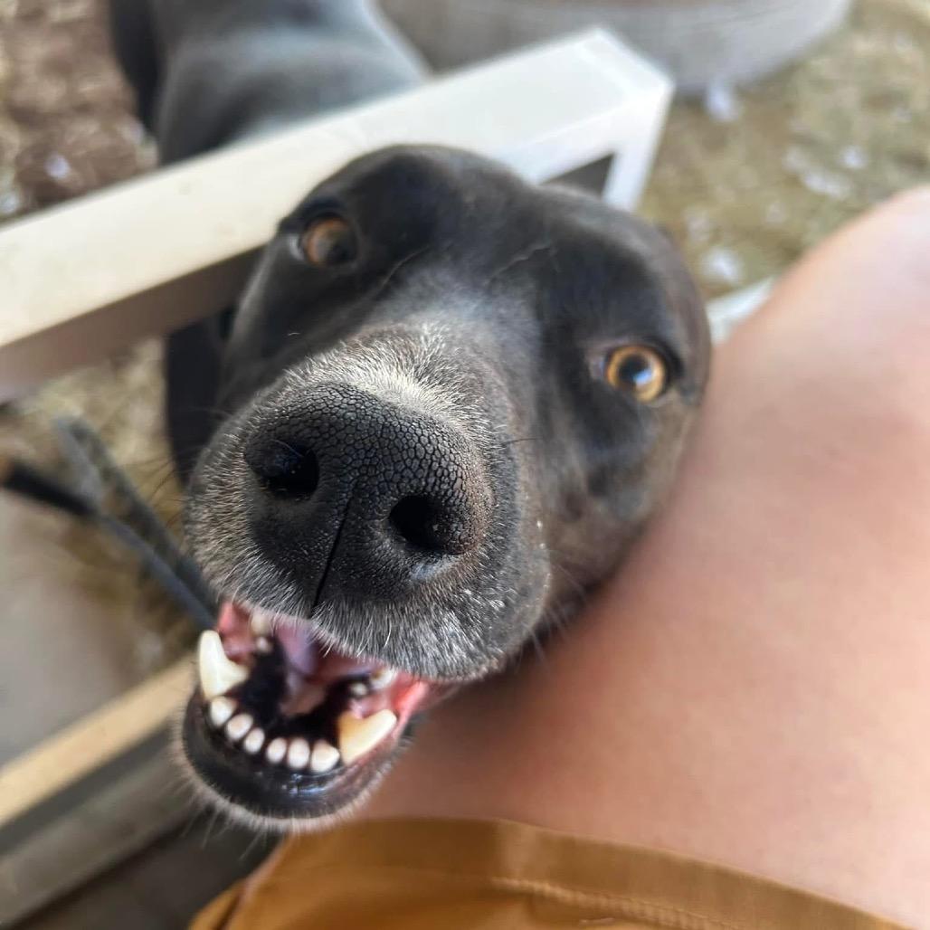 Midnight, a Adoptable mixed breed in Dallas, TX image 3/6