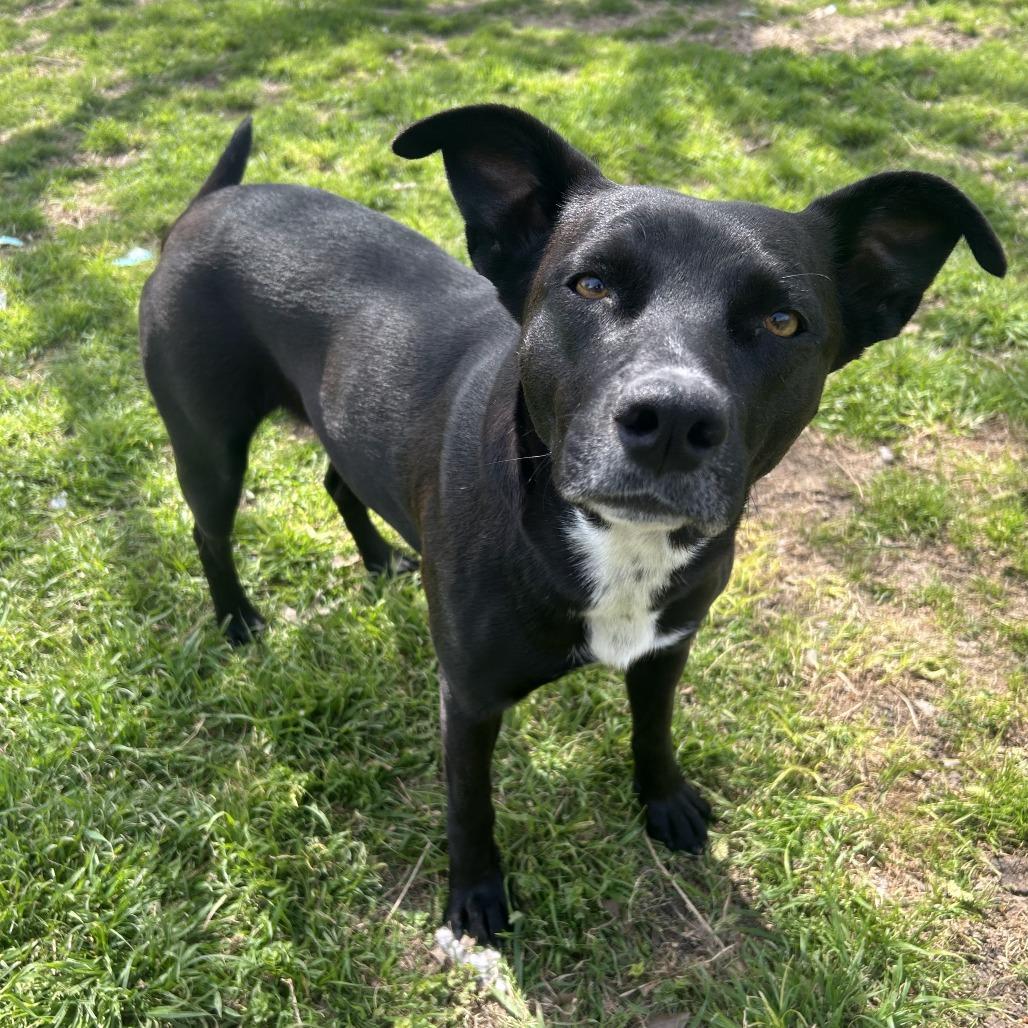 Midnight, a Adoptable mixed breed in Dallas, TX image 4/6