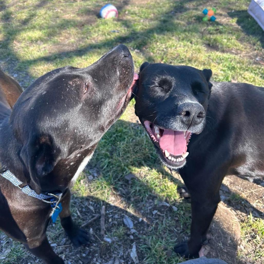 Midnight, a Adoptable mixed breed in Dallas, TX image 5/6